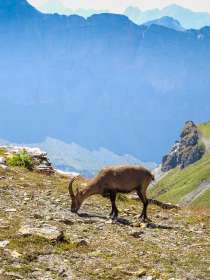 2022-08-12 · 15:15 · Mont Buet bivouac