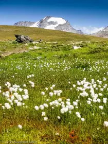 2019-08-14 · 14:29 · Taou Blanc (Mont Tout Blanc)