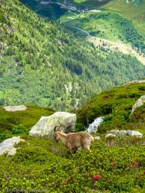 Session privée du trail-running · Alpes, Aiguilles Rouges, Vallée de Chamonix, FR · GPS 45°59'47.85'' N 6°54'47.59'' E · Altitude 1994m