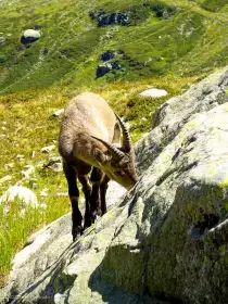 2022-08-12 · 14:17 · Mont Buet bivouac