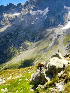 Bivouac au Mont Buet · Alpes, Préalpes de Savoie, Aiguilles Rouges, FR · GPS 46°0'20.85'' N 6°51'36.36'' E · Altitude 2317m